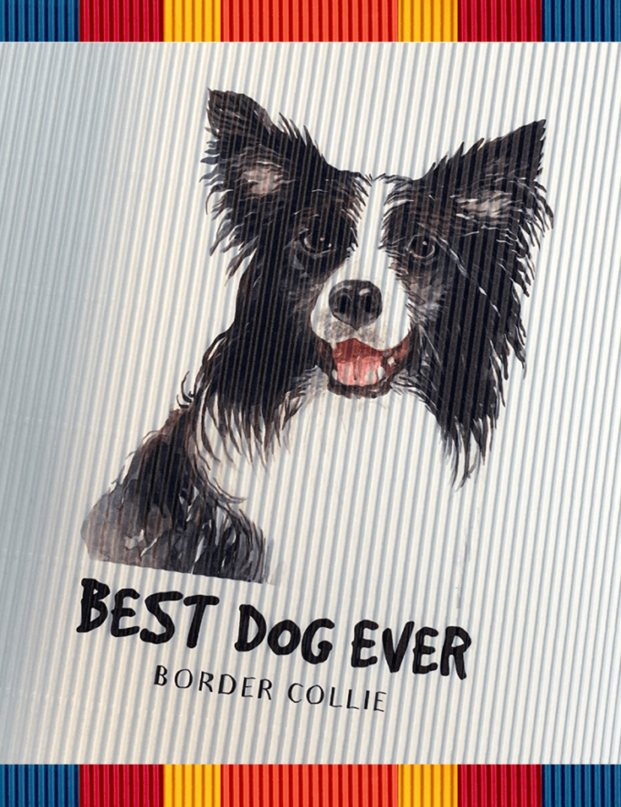 rollsy_psy_sklep3 border collie