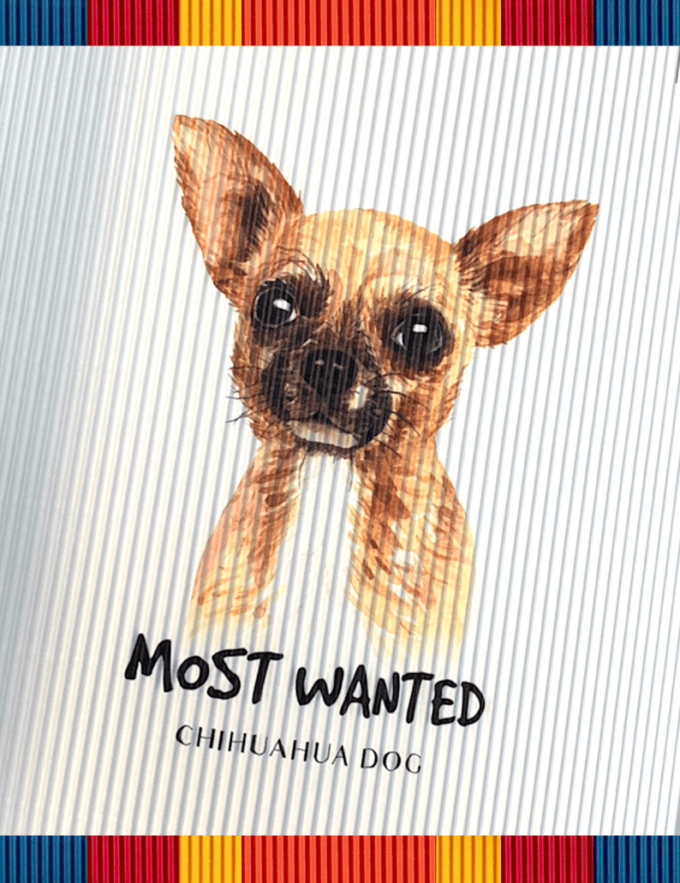 rollsy_psy_sklep7 chihuahua dog