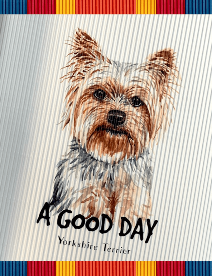 rollsy_psy_sklep8 yorkshire terrier